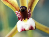 Orchid  Cymbidium (Finlaysoniana)  Close-up of Flower Head