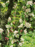 Crab Apple