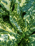Spotted Laurel