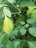 Close-up of Black Berries Among Tree Leaves