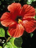 Hibiscus Rosa  Sinensis (Chinese Hibiscus)  September