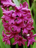 Hyacinthus Orientalis "Purple Dream" (Hyacinth) Fragrant Flowers  Cerise Flowers on Thick Stem