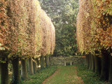 Carpinus (Hornbeam  Autumn Colour) in Winter Garden