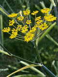 Fennel Foeniculum Vulgaris 