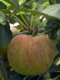 Malus (Jupiter)  Close-up of Apple on Branch