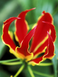 Gloriosa Rothschildiana  Close-up of Red & Yellow Flower Head