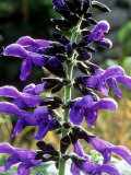Anise Sage