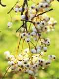 Sorbus Forrestii  Close-up of White Berries