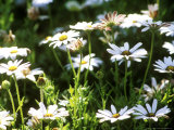 Dimorphotheca Pluvialis