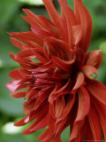 Dahlia "Summer Night" Perennial  Deep Red Black Spider Flowers Over Green Foliage