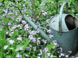 Myosotis Alpestris (Forget Me Not)