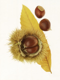 Spiky Seedcase of Castabea Fagaceae (Sweet Chestnut)  with Chestnuts  on Orange Leaf