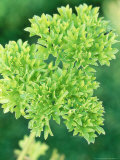 Curled Parsley (Petroselinum Crispum) Close-up of Leaf