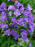 Agapanthus "Blue Globe" (African Lily)  Bell Shaped Mauve Flowers with a Purple Strip in Petals