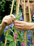 Pinching out Heads of Sweet Peas to Encourage Bushy Growth