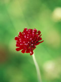 Knautia Macedonica  Close-up of Red Flower Head