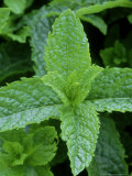 Mentha Spicata Var Crispa "Moroccan" (Curly Mint)  Herb