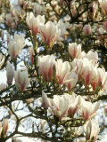 Magnolia X Soulangeanna  Large Pink and White Goblet Shaped Flowers on Branches