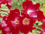 Rosa "Dortmund" (Red Climbing Rose)
