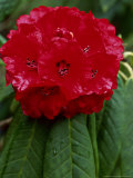Rhododendron Barbatum  March