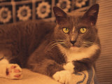 Cat Sitting on Table