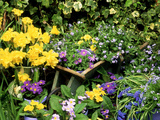 Daffodil  Primrose  and Grape Hyacinth