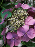 Lace Cap Hydrangea