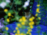 Amazing Cat with Fluffy Brown Fur and Icy Stare  on Swing Seat at 16 Gordano Gardens  Somerset
