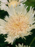 Stokes Aster