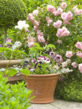 Terracotta Container of Summer Plants in a Rose Garden  Little Malvern Court Worcester
