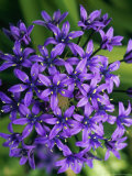 Scilla Peruviana (Cuban Lily)  Evergreen Bulbous Perennial