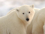 Polar Bears  Churchill  Northern Manitoba