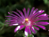 Delosperma Cooperi  Close-up of Pink Flower