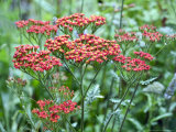 Achillea (Walter Funke)