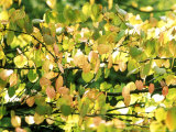 Cercidiphyllum Japonicum Sunlight Through Leaves
