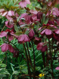 Helleborus Orientalis Hybrid (Lenten Rose)