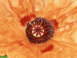 Papaver Orientale "Saffron " Orange Flower