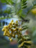 Sorbus  Joseph Rock (Underneath Bunch of Berries on Stalk)