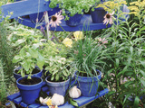 Herbs in Painted Pots