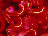 Celosia Cristata (Cockscomb)  Close-up of Red Flower