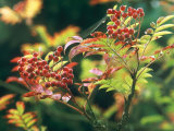 Sorbus Commixta