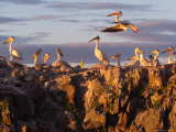 Lake Scenes  Birds at Sunset
