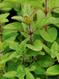 Origanum Vulgare (Wild Marjoram) Aromatic Leaves