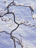 Snowy Plants  Snow on Twigs of Corylus Avellana  Contorta (Twisted Hazel)  December