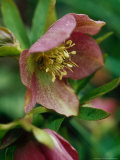 Helleborus Orientalis Hybrid (Lenten Rose)