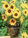 Helianthus (Sunflower) in Brown Glazed Jug  with Delphinium  on Table