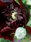 Papaver Somniferum "Black Peony " (Opium Poppy)  Annual