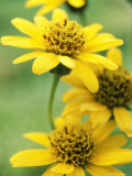 Arnica Chamissonis