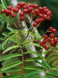 Sorbus "Chinese Lace" (Rowan)