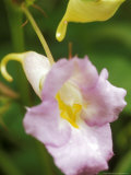 Impatiens Arguta